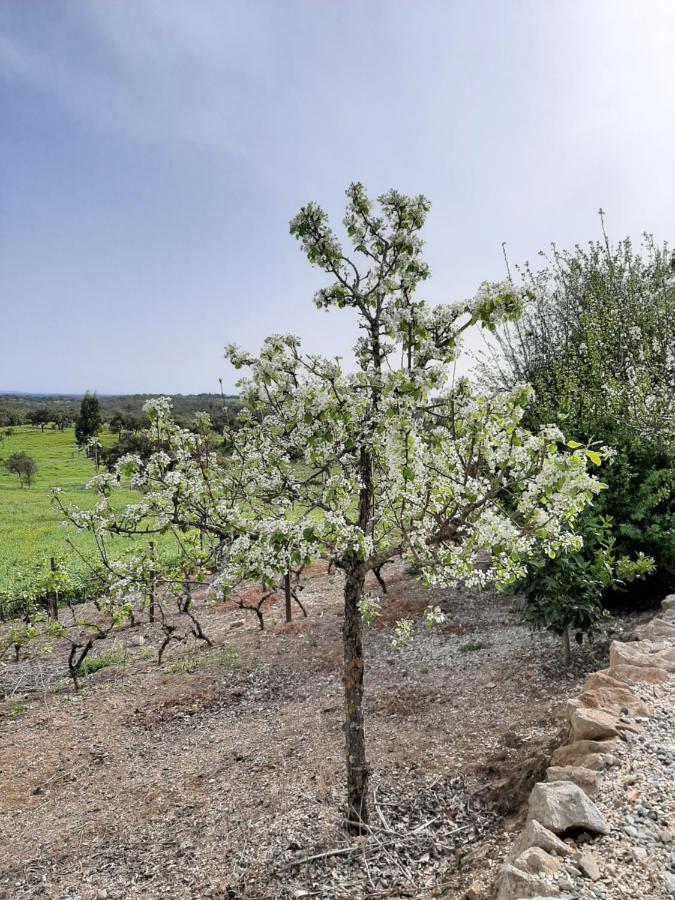 Monte Da Casa Branca By Hi Alentejo Villa São Bartolomeu da Serra Exteriör bild